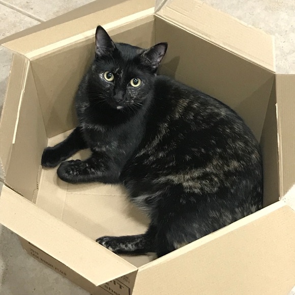 Meet your Posher, Andria - Picture 4 of 5